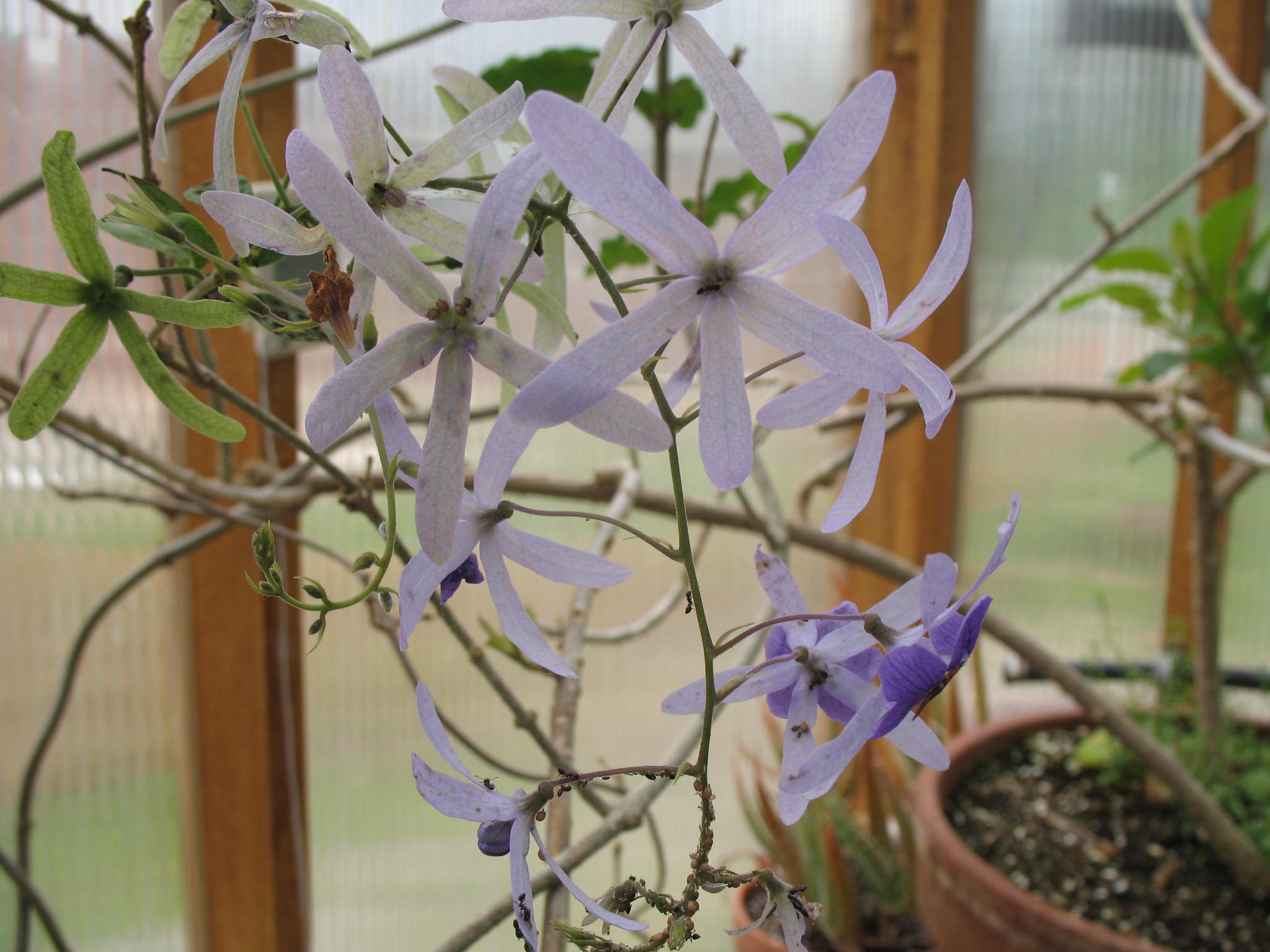 Online Plant Guide Petrea Volubilis Sandpaper Vine Queen S Wreath